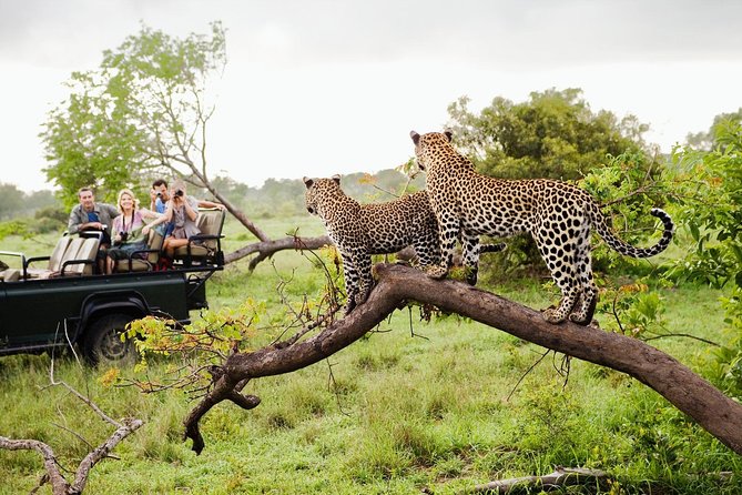 Wildlife Safaries