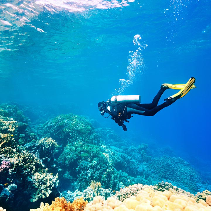 Coral Watching
